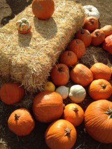 Pumpkins and hay bale in rural pumpkin patch setting.